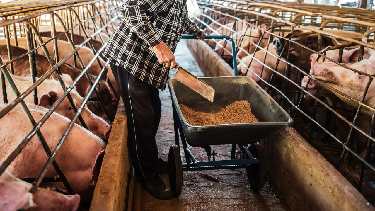 Goiás cresceu na produção e exportação de carne suína
